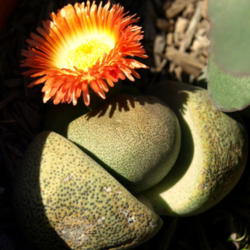 Location: Home in Yuba City, CA
Date: 2012-4
Split Rock plant in bloom