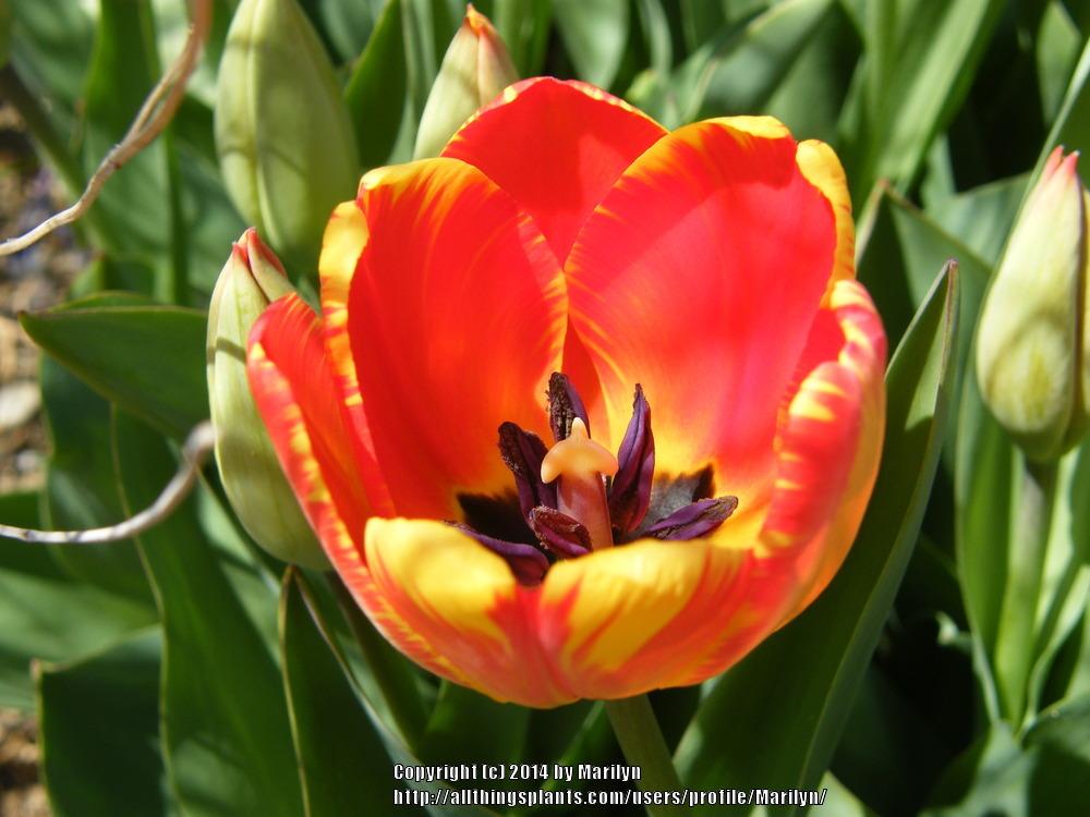 Photo of Darwin Tulip (Tulipa 'Banja Luka') uploaded by Marilyn