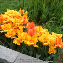 Location: My garden in Kentucky
Date: 2014-04-21