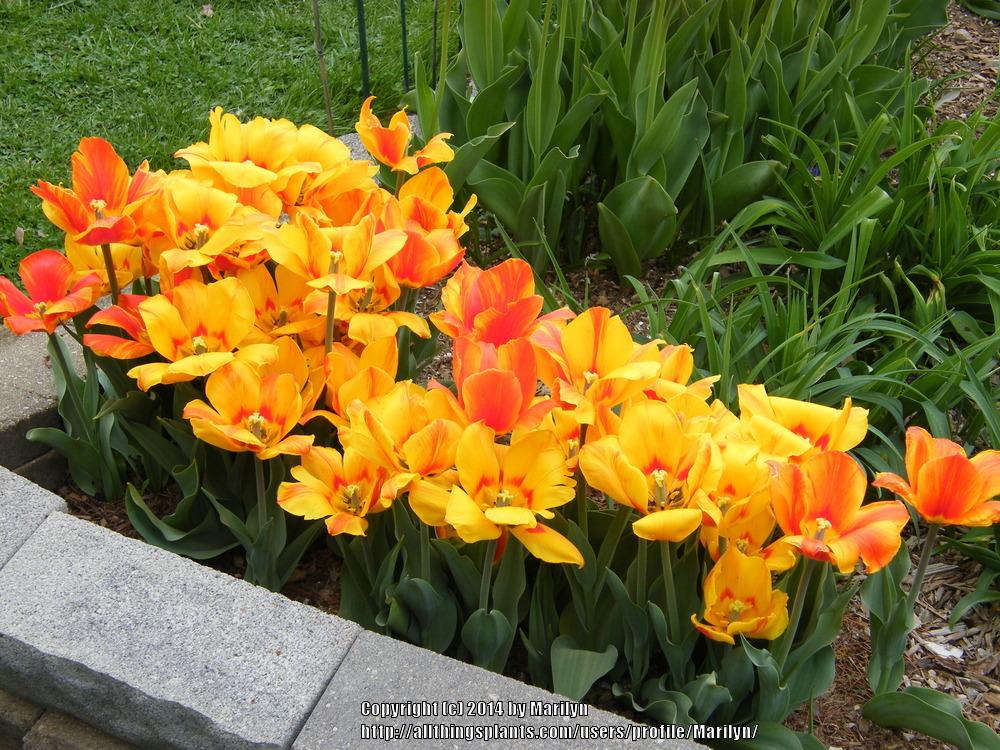 Photo of Single Early Tulip (Tulipa 'Flair') uploaded by Marilyn