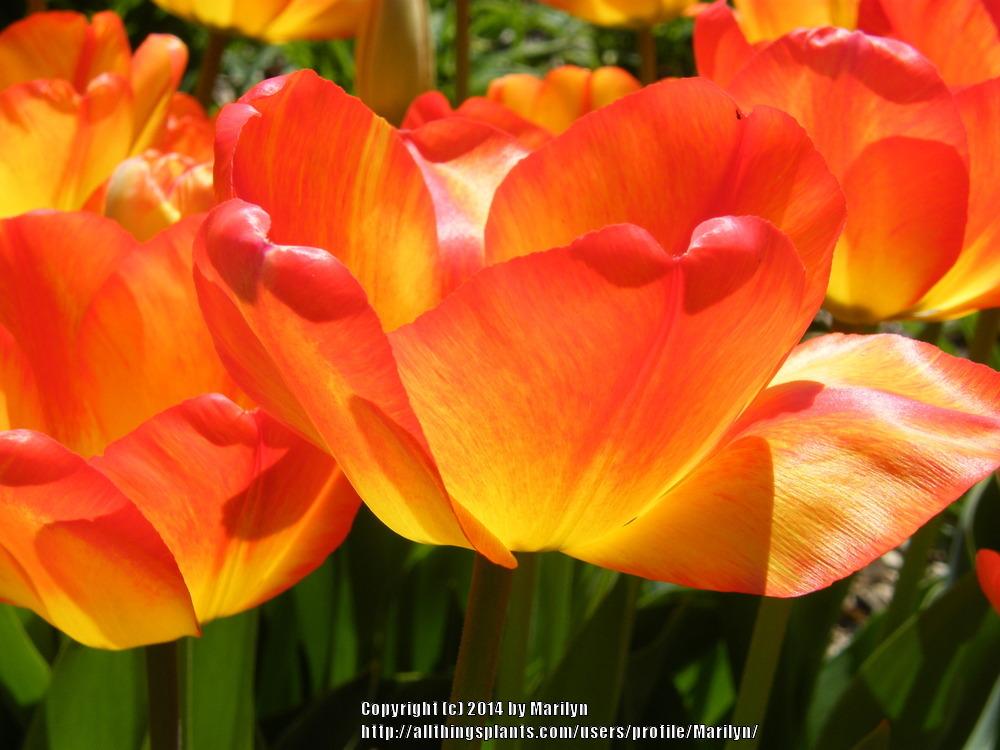 Photo of Darwin Hybrid Tulip (Tulipa 'Orange Sun') uploaded by Marilyn
