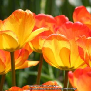 Blooms start at yellow with some orange and age to all orange