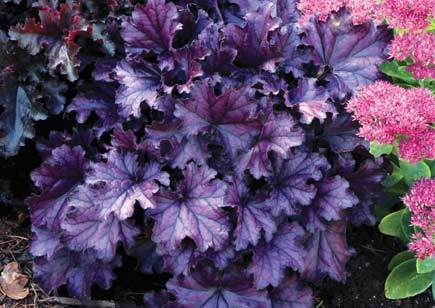 Photo of Coral Bells (Heuchera Forever® Purple) uploaded by NJBob