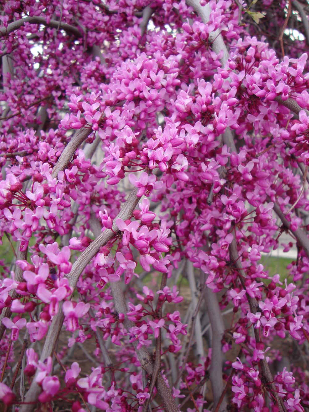 Photo of Eastern Redbud (Cercis canadensis var. canadensis Lavender Twist®) uploaded by Paul2032