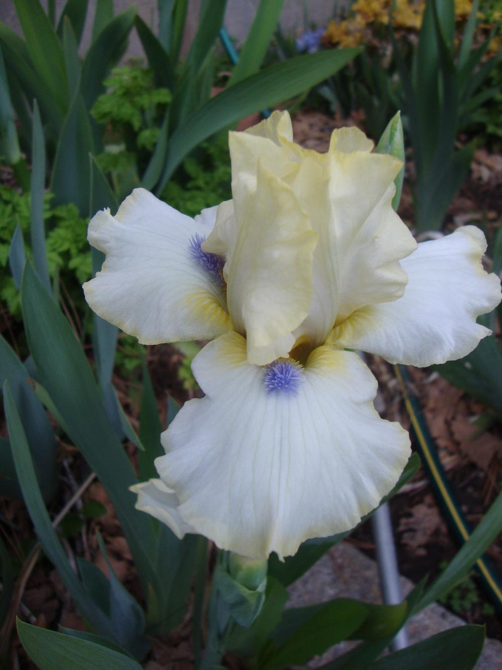 Photo of Intermediate Bearded Iris (Iris 'What About Me') uploaded by Paul2032