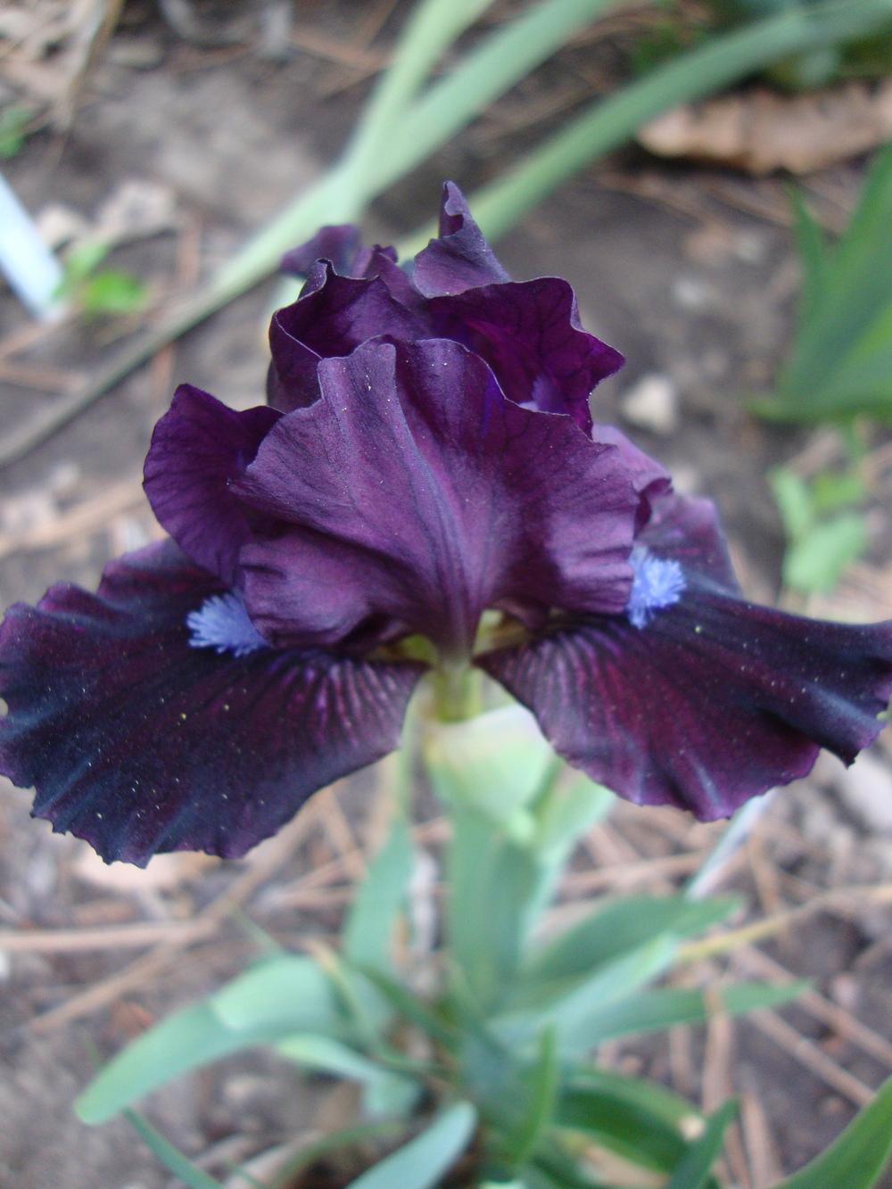 Photo of Miniature Dwarf Bearded Iris (Iris 'Black Olive') uploaded by Paul2032