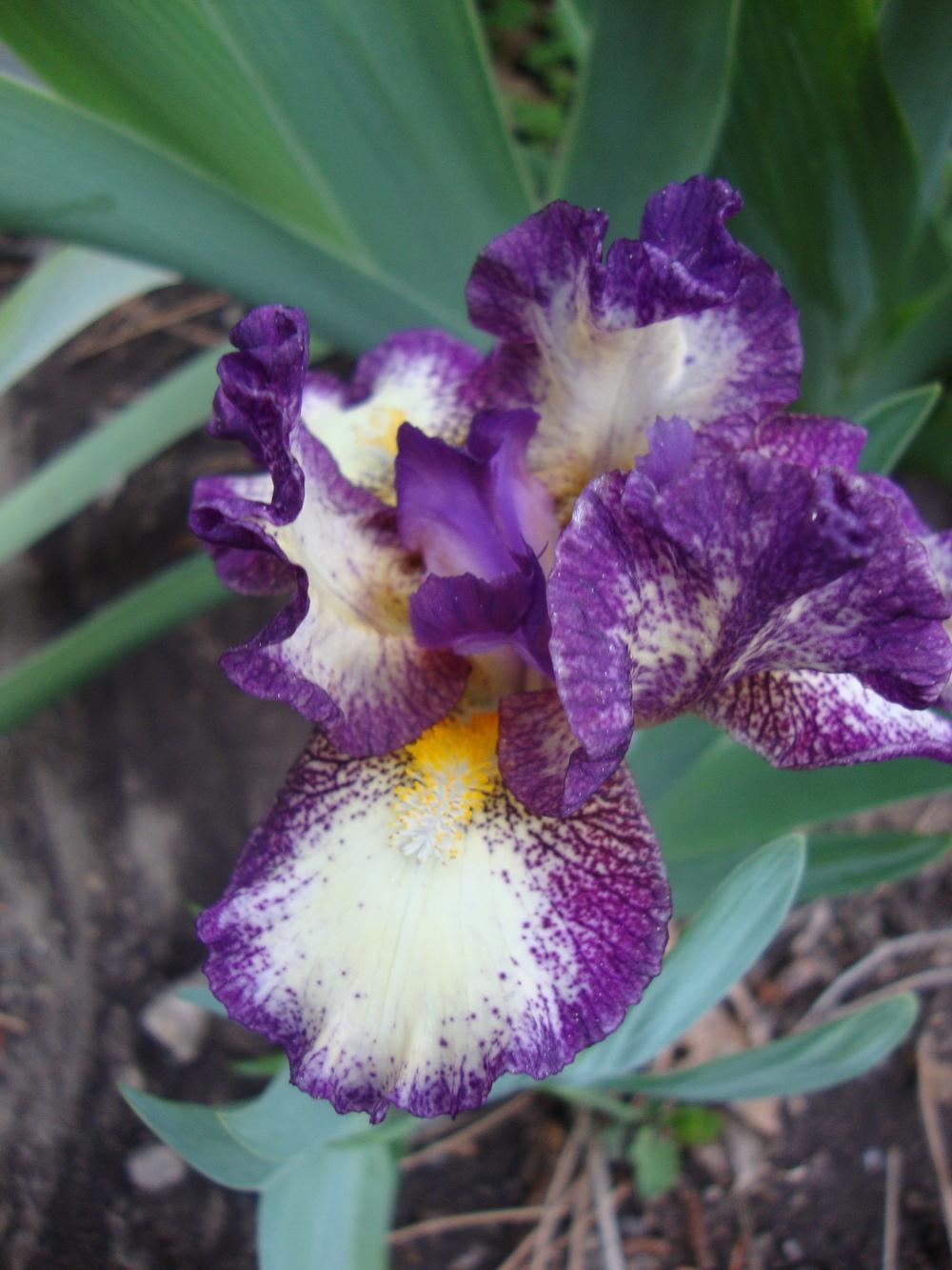 Photo of Standard Dwarf Bearded Iris (Iris 'Gift of Gab') uploaded by Paul2032