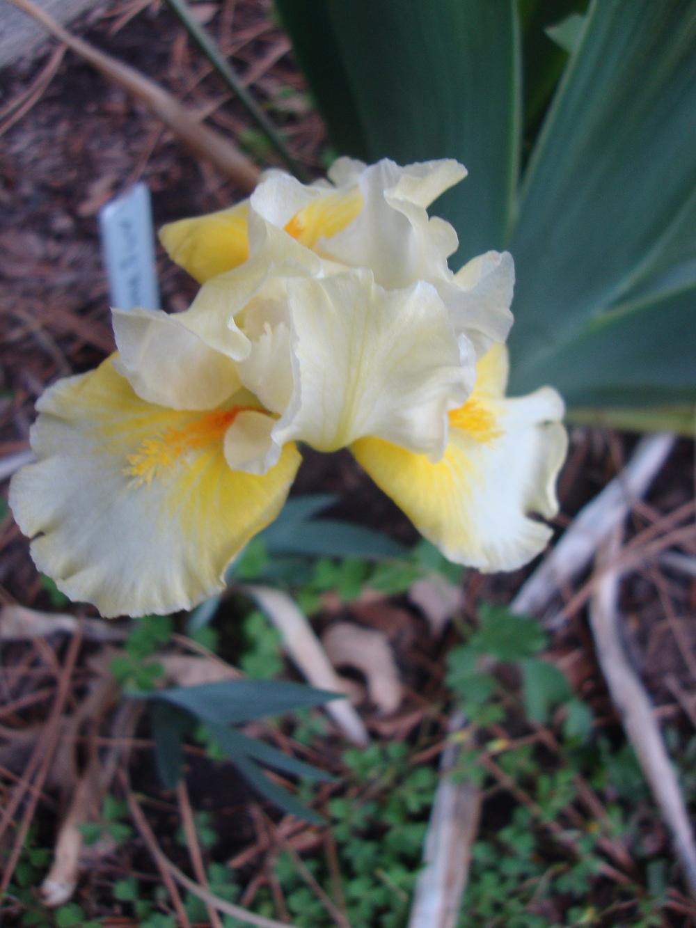 Photo of Standard Dwarf Bearded Iris (Iris 'Fun in the Sun') uploaded by Paul2032