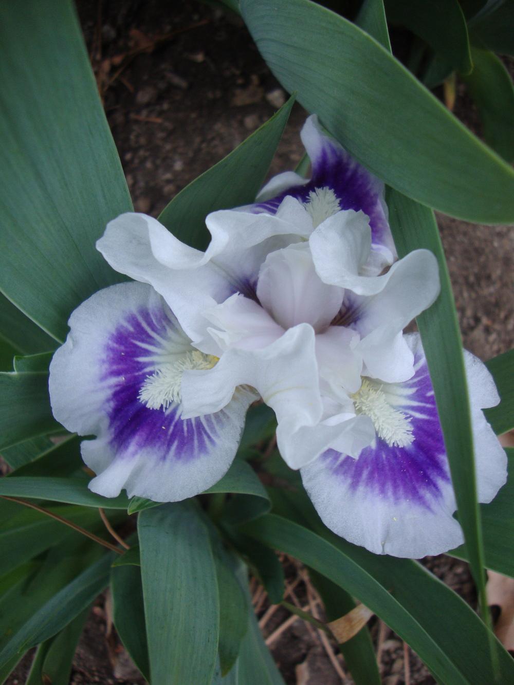 Photo of Standard Dwarf Bearded Iris (Iris 'Riveting') uploaded by Paul2032