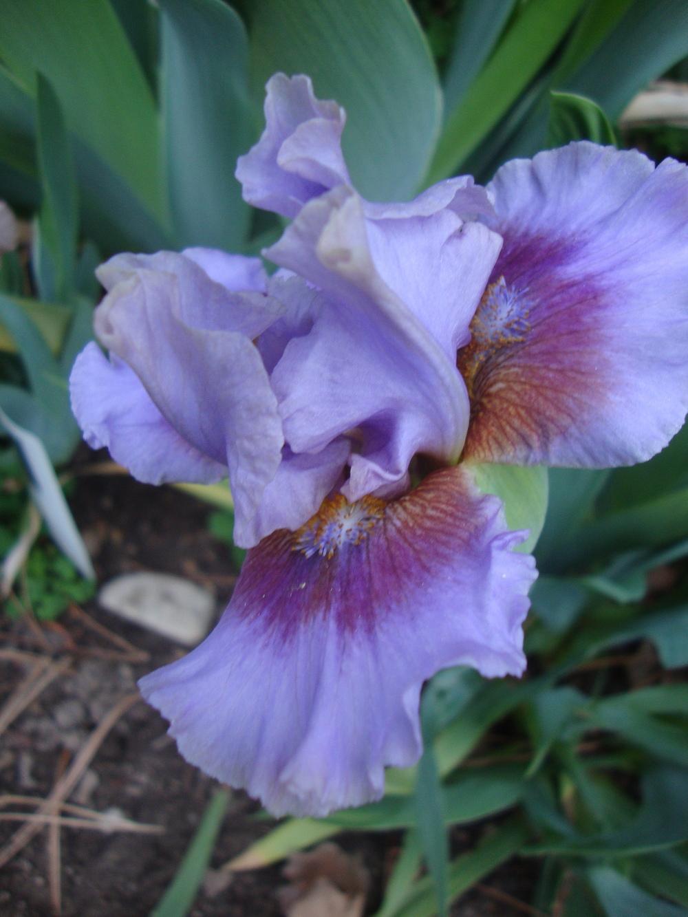 Photo of Standard Dwarf Bearded Iris (Iris 'Capiche') uploaded by Paul2032