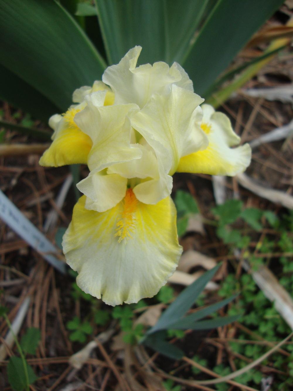 Photo of Standard Dwarf Bearded Iris (Iris 'Fun in the Sun') uploaded by Paul2032