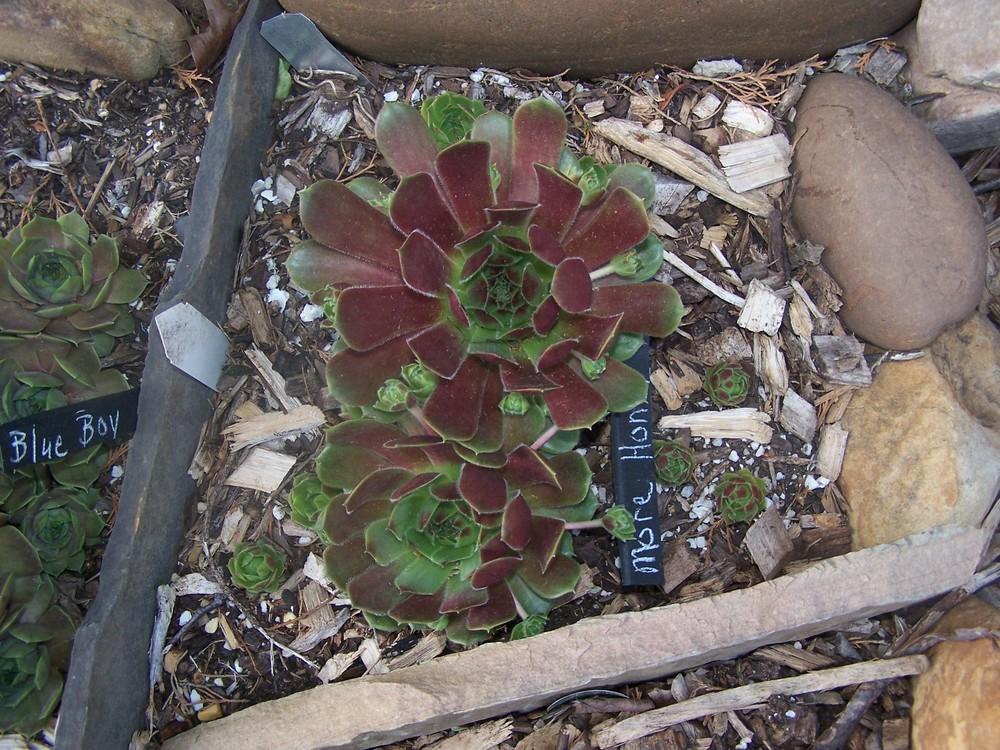 Photo of Hen and chicks (Sempervivum 'More Honey') uploaded by chickhill