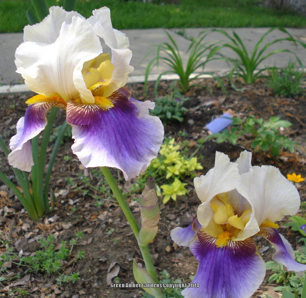 Photo of Tall Bearded Iris (Iris 'Tracy's Sunshine') uploaded by lovemyhouse