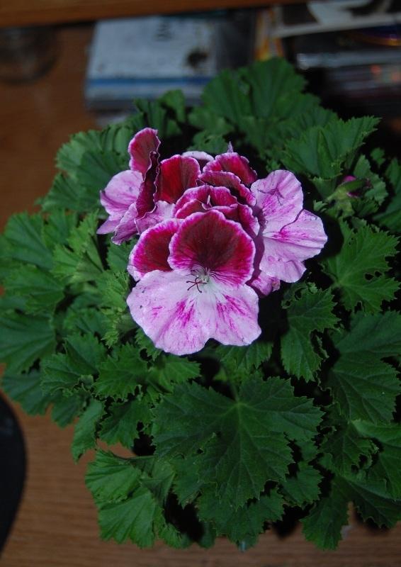 Photo of Martha Washington Geranium (Pelargonium Elegance™ Elegance Purple Majesty) uploaded by pixie62560