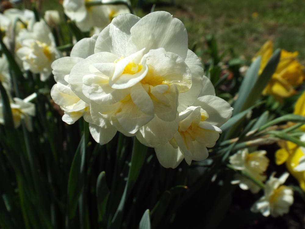Photo of Double Daffodil (Narcissus 'Cheerfulness') uploaded by poisondartfrog