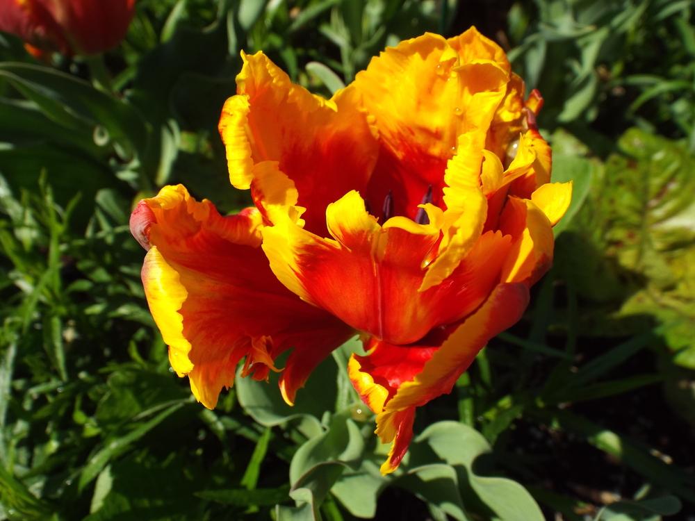 Photo of Parrot Tulip (Tulipa 'Bright Parrot') uploaded by poisondartfrog