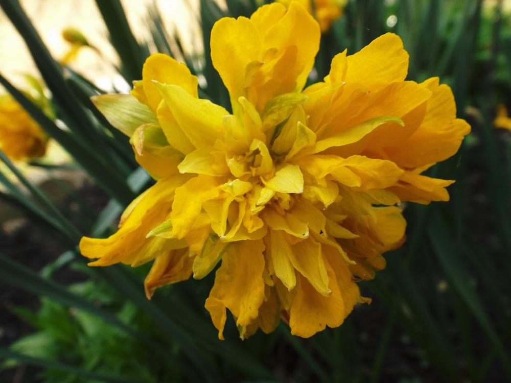 Photo of Double Daffodil (Narcissus 'Telamonius Plenus') uploaded by poisondartfrog