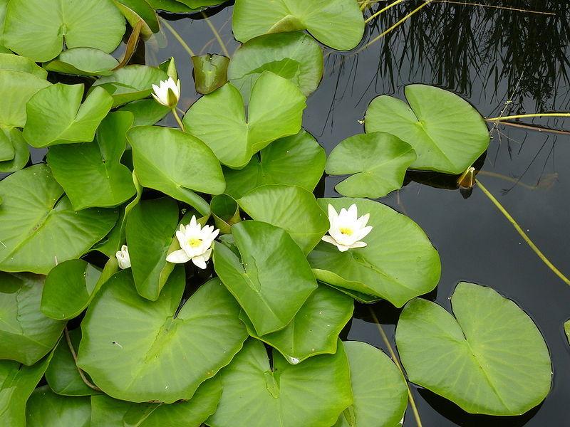 Photo of Water Lily (Nymphaea alba) uploaded by robertduval14