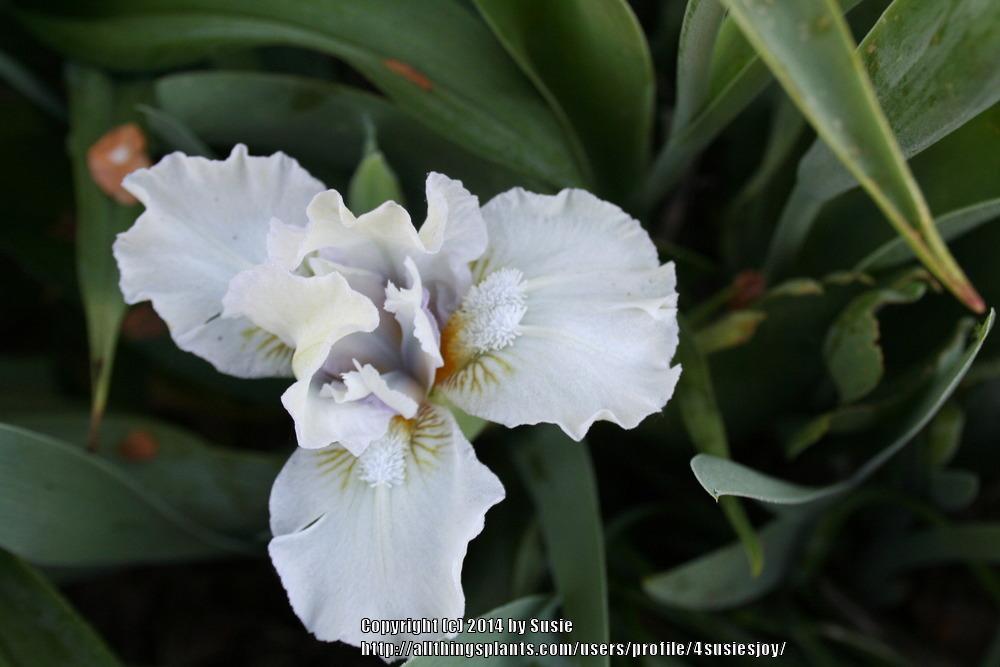Photo of Miniature Dwarf Bearded Iris (Iris 'Dollop of Cream') uploaded by 4susiesjoy