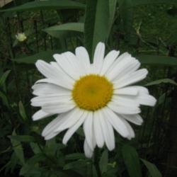 Location: Mount Healthy, Ohio
Date: Summer of 2012
"Oxeye" daisy.