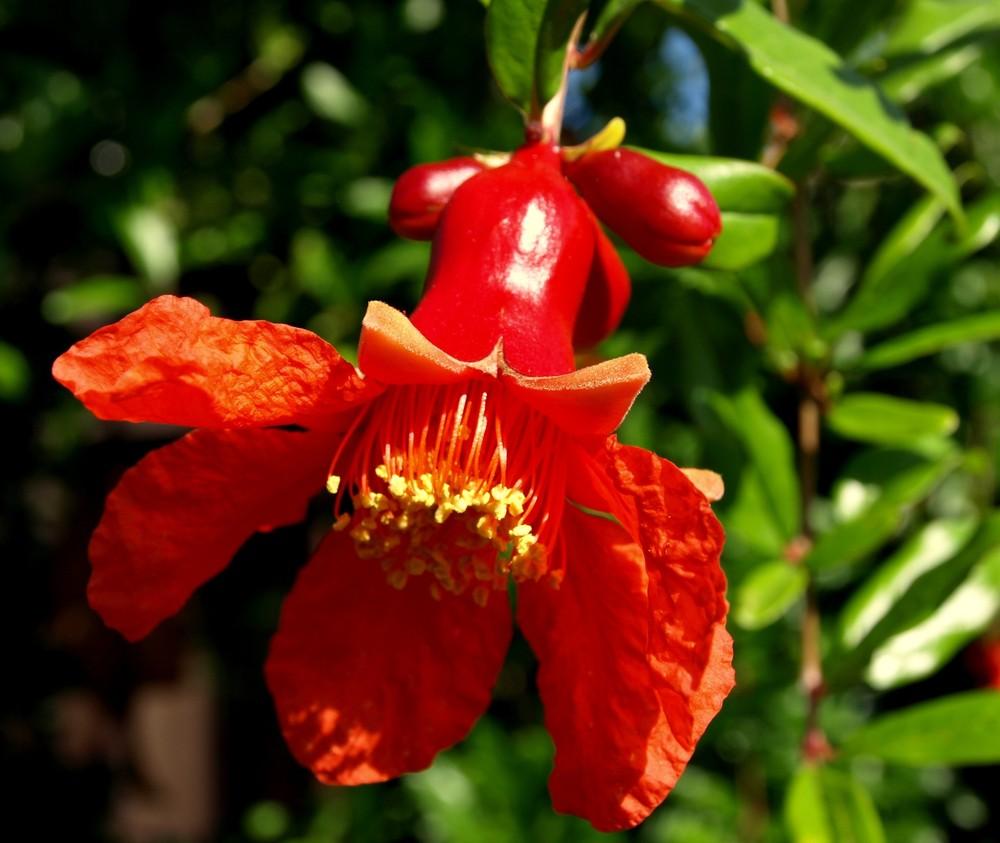 Photo of Pomegranate (Punica granatum 'Wonderful') uploaded by Ecograndma
