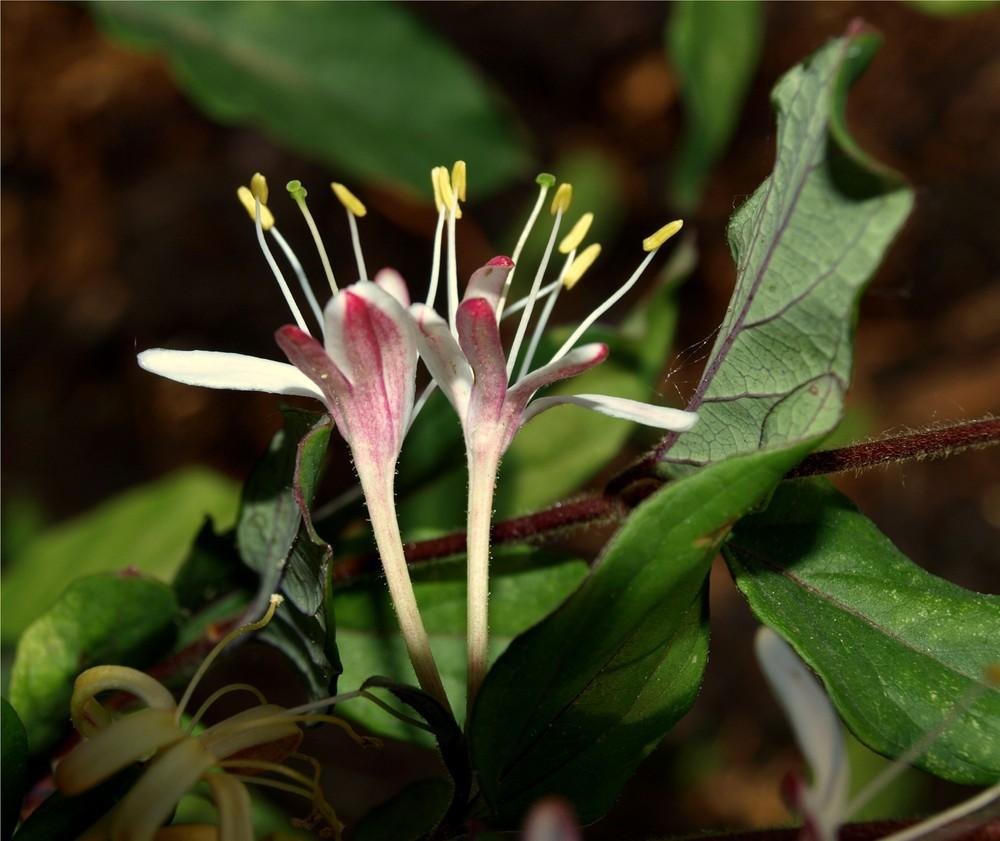 Photo of Honeysuckle (Lonicera periclymenum 'Belgica') uploaded by Ecograndma