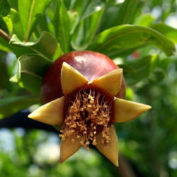 Location: Home in Yuba City, CA
Date: 2009
Wonderful Pomegranate fruit