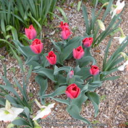 Location: My garden in Kentucky
Date: 2014-04-22
Bulbs from Old House Gardens