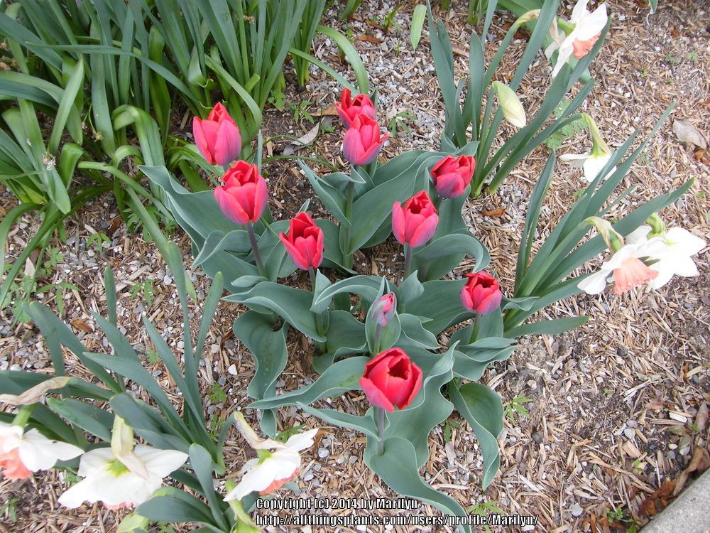 Photo of Single Early Tulip (Tulipa 'Couleur Cardinal') uploaded by Marilyn