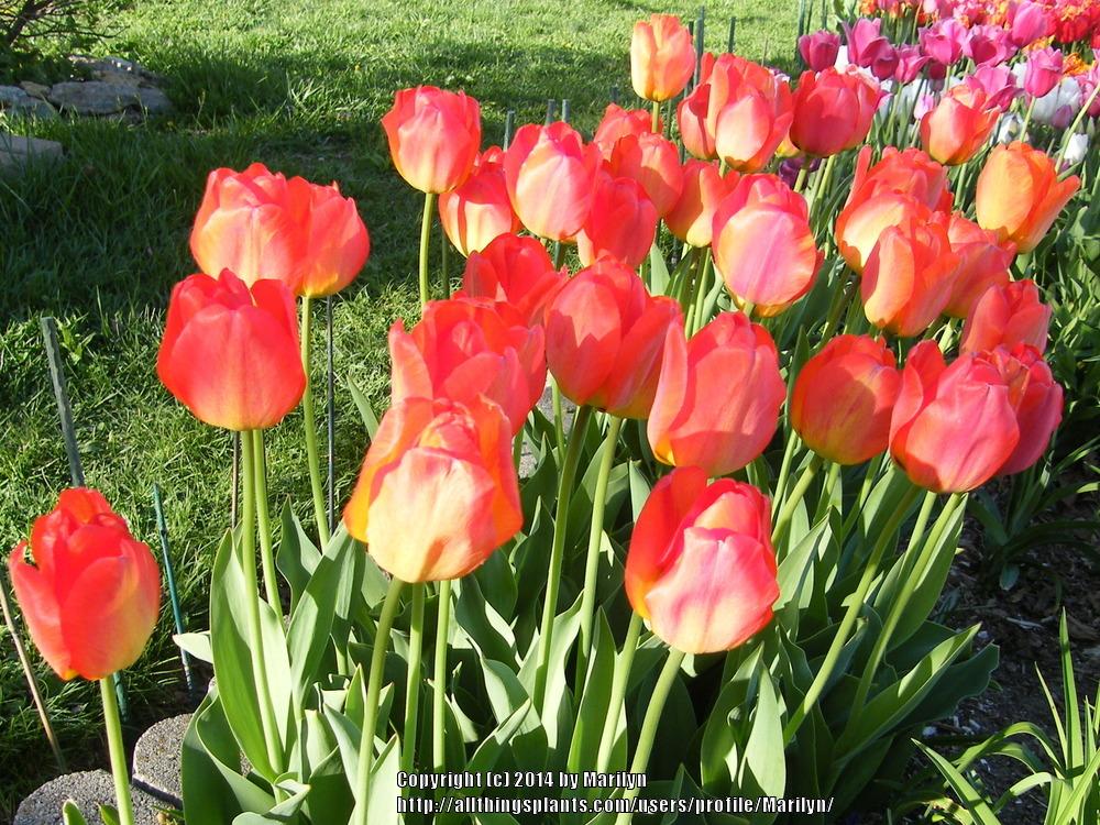 Photo of Darwin Hybrid Tulip (Tulipa 'Orange Sun') uploaded by Marilyn