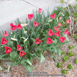 Location: My garden in Kentucky
Date: 2014-04-22