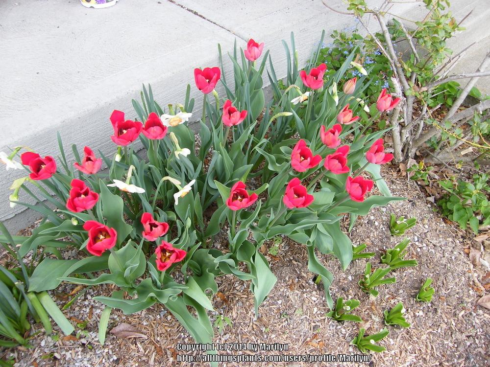 Photo of Triumph Tulip (Tulipa 'Bastogne') uploaded by Marilyn