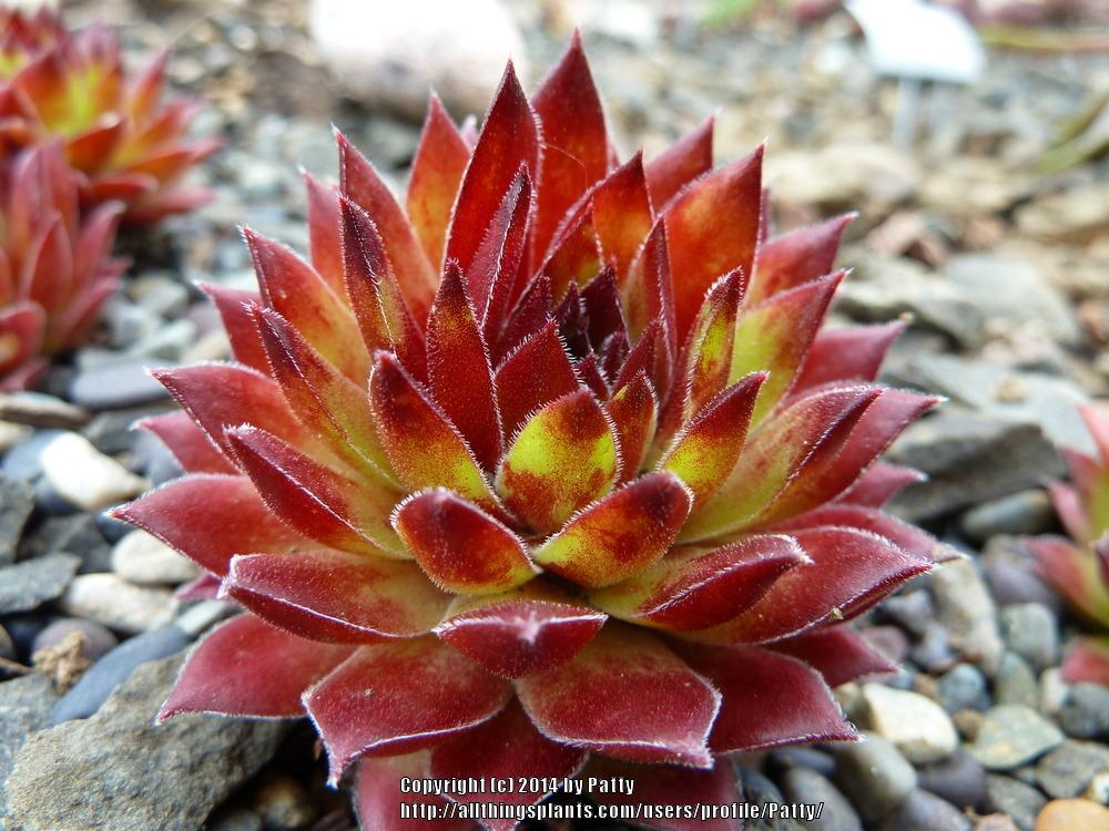Photo of Hen and Chicks (Sempervivum 'Andrenor') uploaded by Patty