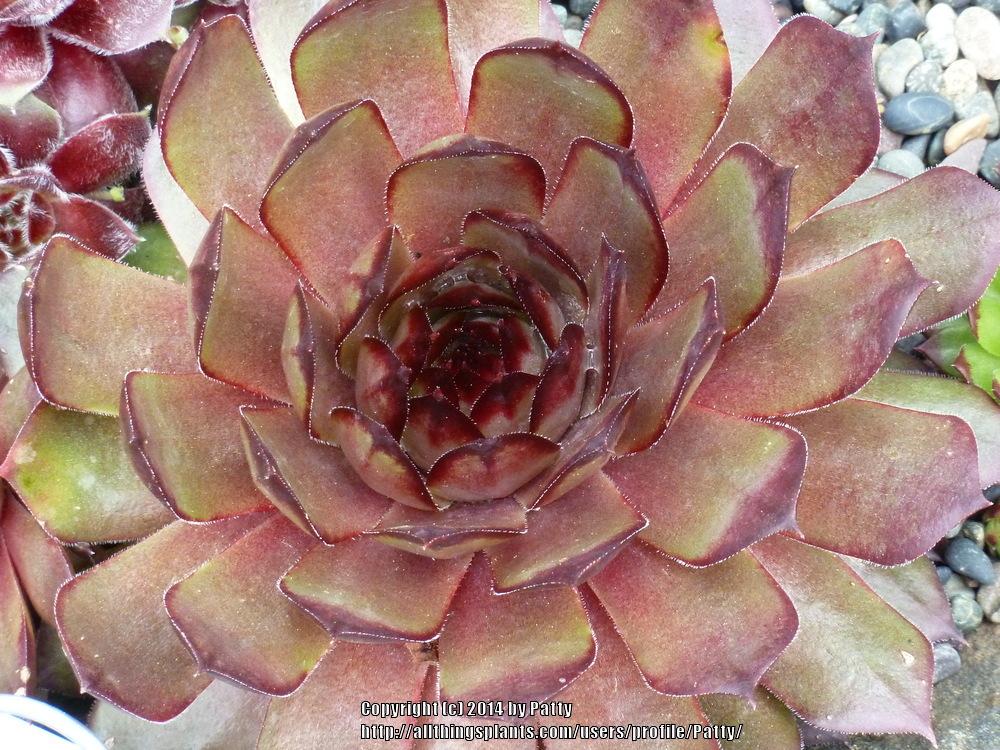 Photo of Hen and Chicks (Sempervivum 'Red Rum') uploaded by Patty