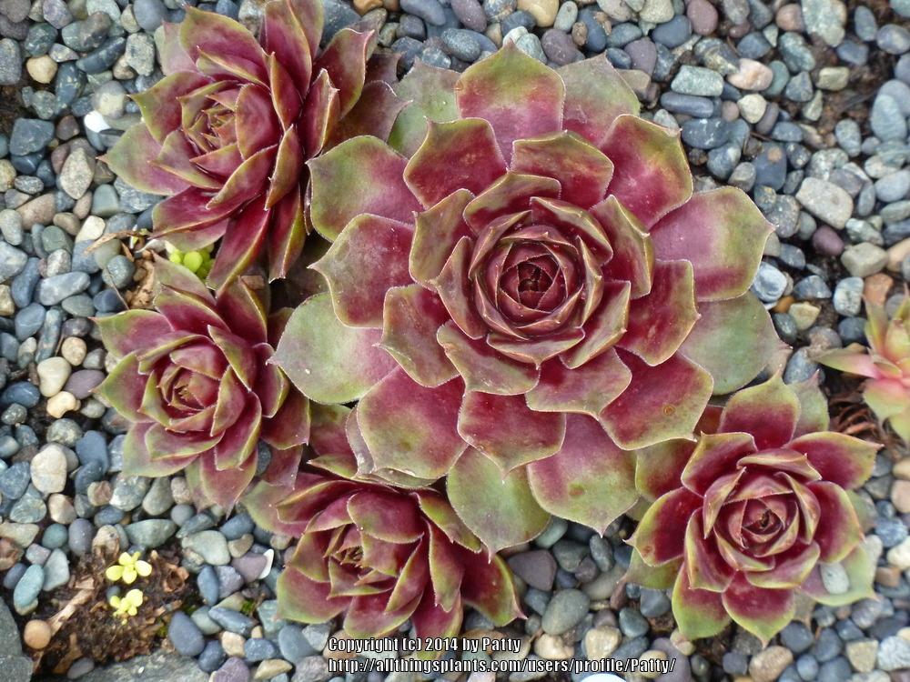 Photo of Hen and Chicks (Sempervivum 'Fame Monstrose') uploaded by Patty