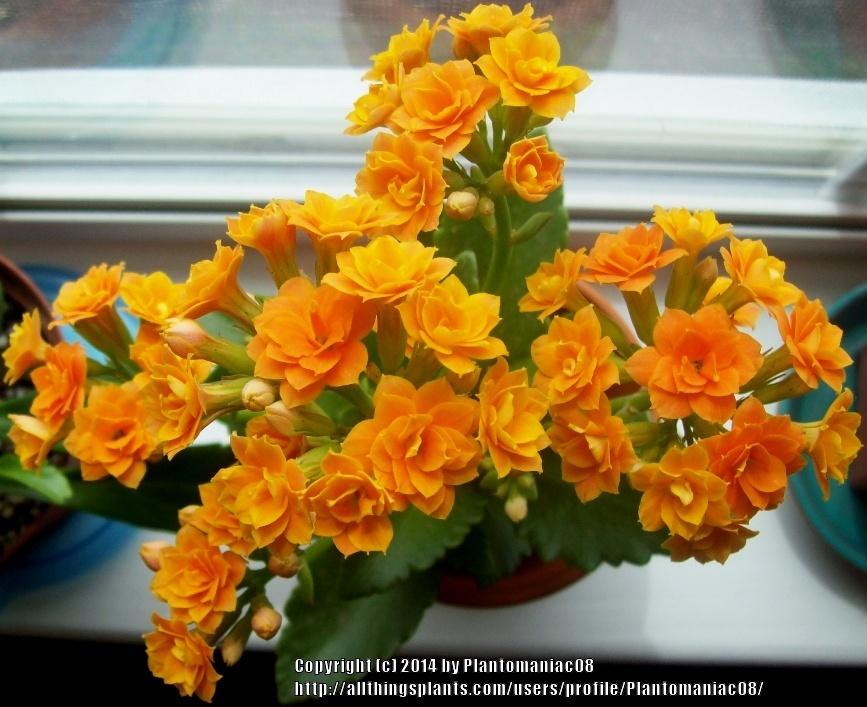 Photo of Flaming Katy (Kalanchoe blossfeldiana Calandiva® Orange) uploaded by Plantomaniac08