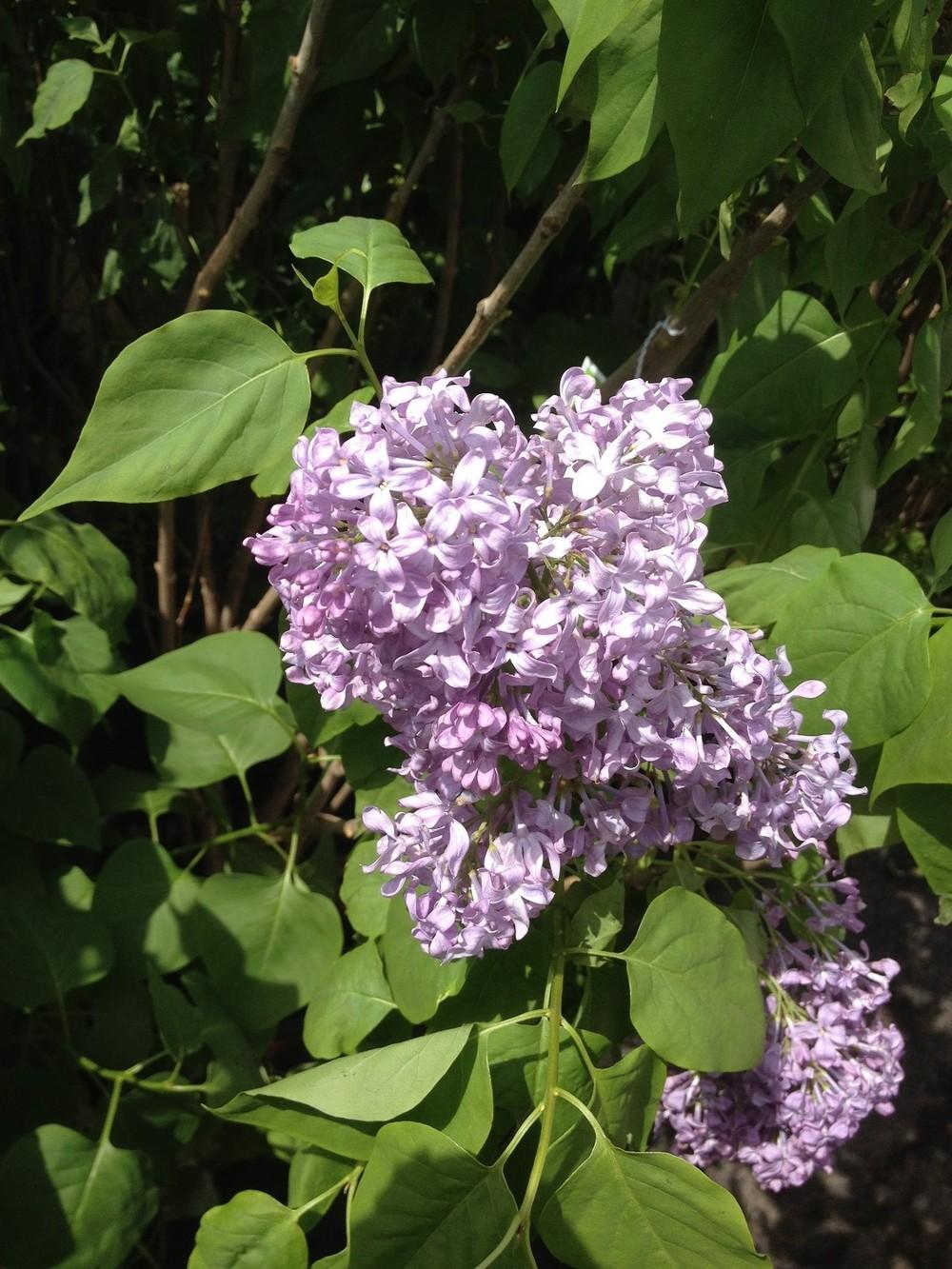 Photo of Lilac (Syringa x hyacinthiflora 'Lavender Lady') uploaded by Skiekitty