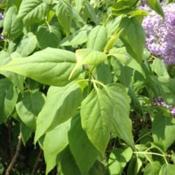 Location: Denver Metro CO
Date: 2014-04-21
You can see that this lilac has more of the spear-shaped leaves r