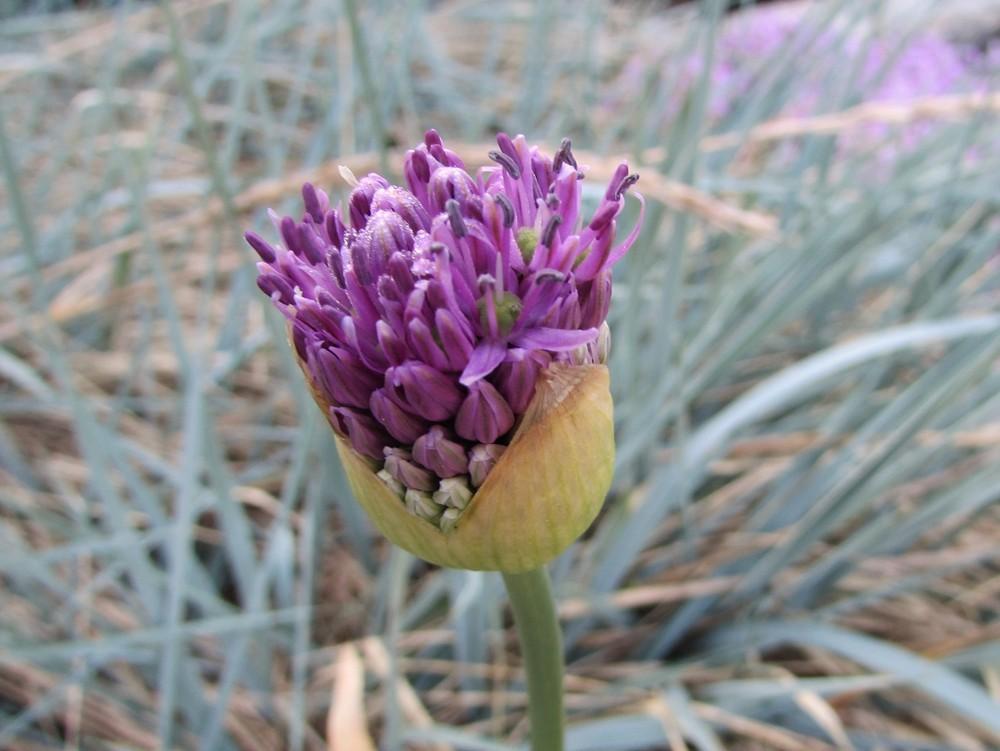 Photo of Flowering Onion (Allium 'Purple Sensation') uploaded by SongofJoy