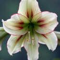 The Top Hippeastrum and Amaryllis