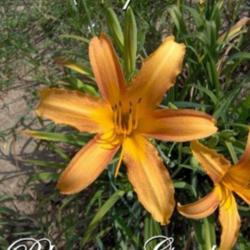 
Photo Courtesy of Bluegrass Daylily Gardens. Used With Permission