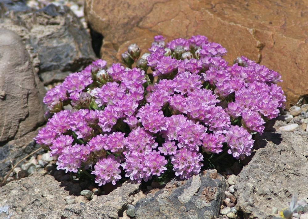 Photo of Pyrenees Thrift (Armeria humilis subsp. humilis) uploaded by dirtdorphins