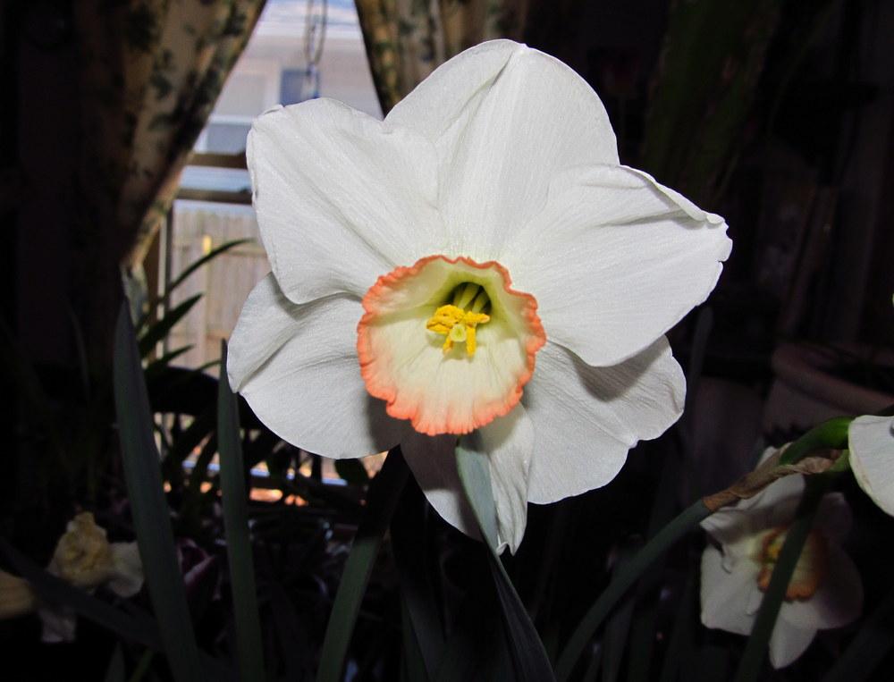 Photo of Large-Cupped Daffodil (Narcissus 'High Society') uploaded by jmorth