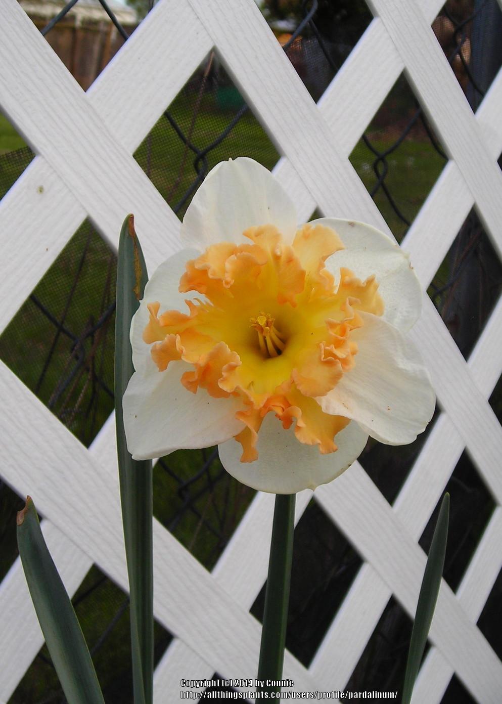 Photo of Split Cupped Collar Daffodil (Narcissus 'Taurus') uploaded by pardalinum