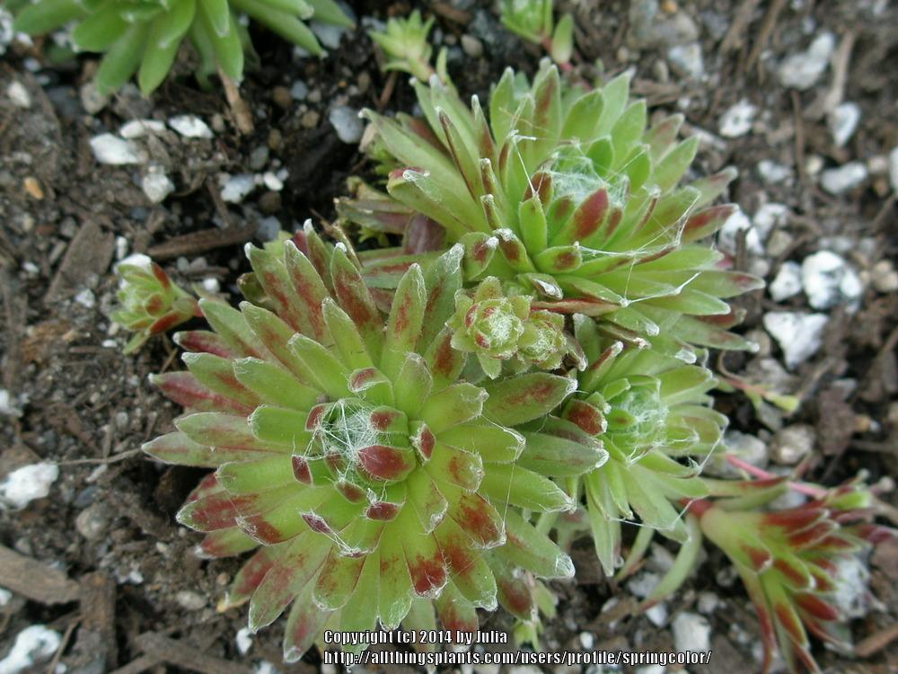 Photo of Hen and chicks (Sempervivum 'Sultan') uploaded by springcolor