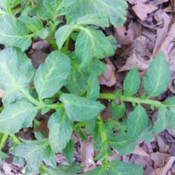 Location: murchison, tx
Date: 2014-04-23 
purple majesty potato plant