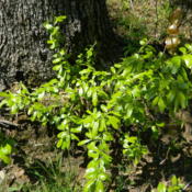 Slow growing shrub/tree can grow to 30 feet