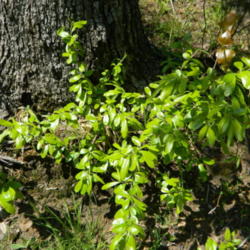 Location: Northeastern, Texas
Date: 2014-04-21
Slow growing shrub/tree can grow to 30 feet