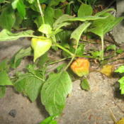 Chinese Lantern growing wild through a crack in the concrete.