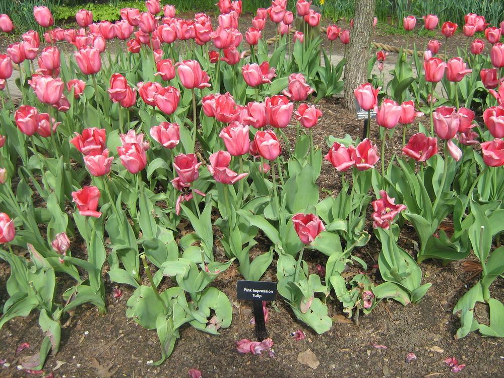 Photo of Darwin Hybrid Tulip (Tulipa 'Pink Impression') uploaded by AnnaSartin